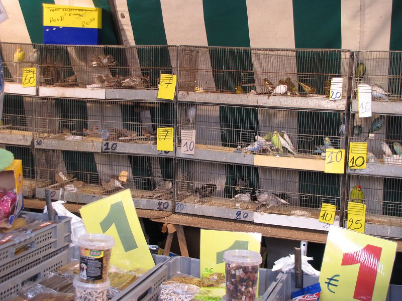 antwerpen29.JPG - Op de vogeltjesmarkt natuurlijk ook vogels.