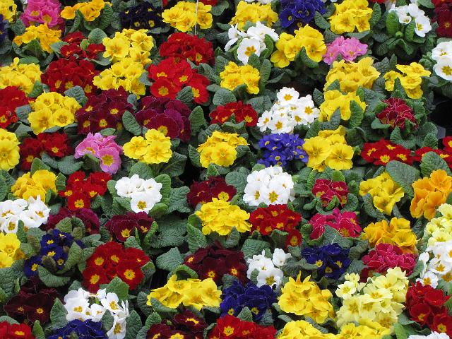 bloemetjesmarkt.viooltjes.jpg - Vioolen.