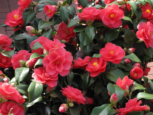 bloemetjesmarkt_camelia.jpg - Camelia, ook wel Japanse roos genoemd.