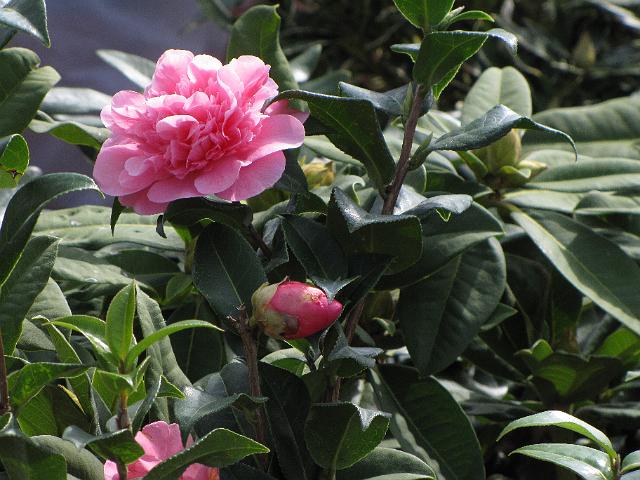 bloemetjesmarkt_closeup.jpg