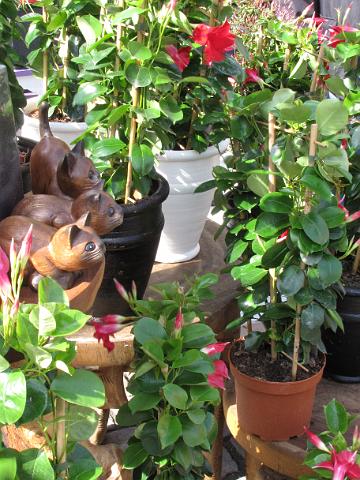 bloemetjesmarkt_poesjes.jpg
