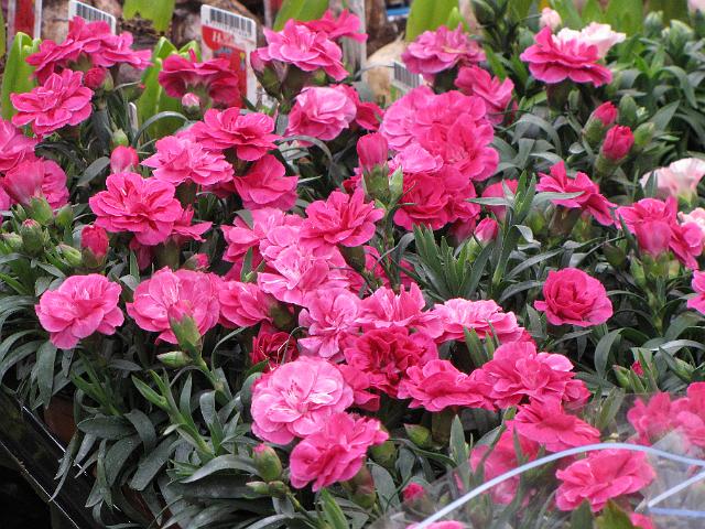bloemetjesmarkt_roze.jpg
