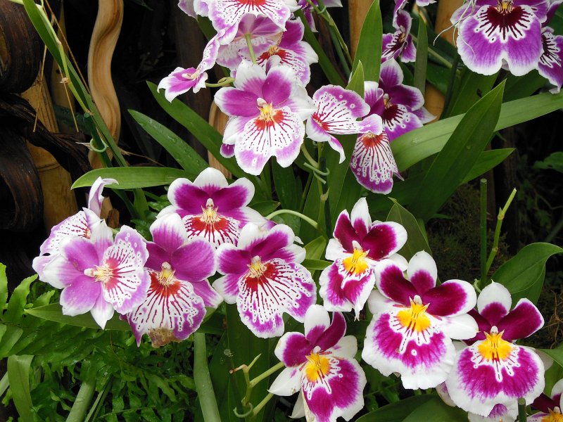 floriade02.jpg