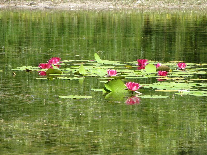 waterlelie_formosa.jpg - Mooie waterlelies in de Kranenbroek plas. Volgens mij zijn dit Formosa waterlelies.