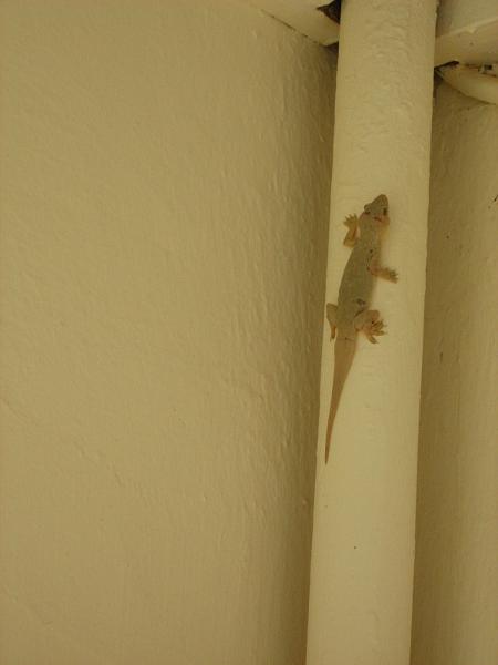 d2_gecko2.JPG - Op het terras zijn ook deze jongens, gecko's.