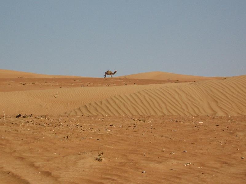 d3_in_de_wahibah2.JPG - Zo is het woestijnplaatje compleet.