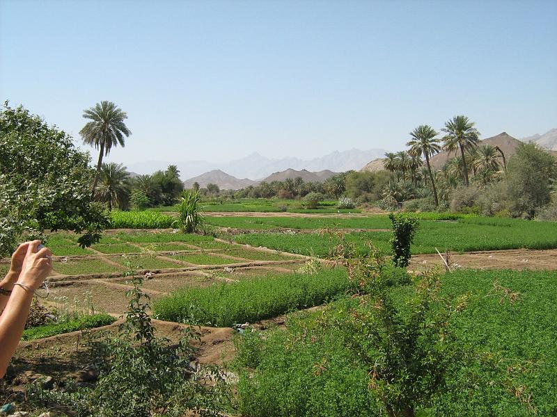 d4_groen_oman.JPG - Daar waar (via irrigatie) water is kan Oman ook mooi groen zijn.