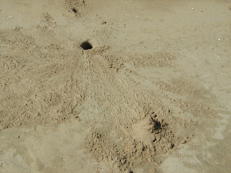 d5_gaatje_van_krabbetje.JPG - De gaatjes die razendsnelle krabbetjes maken op het strand. Helaas waren de krabbetjes veel te snel voor de foto.