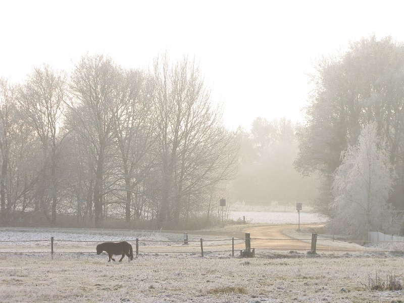 mistige_winter.JPG - Paardje in de mist.