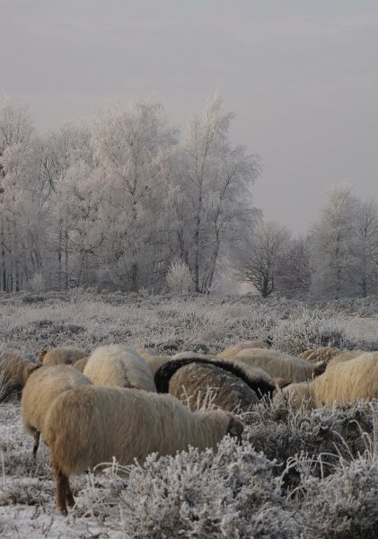 schaapskudde_ballo.jpg - De schaapskudde van het Balloërveld kwam ik ook nog tegen.