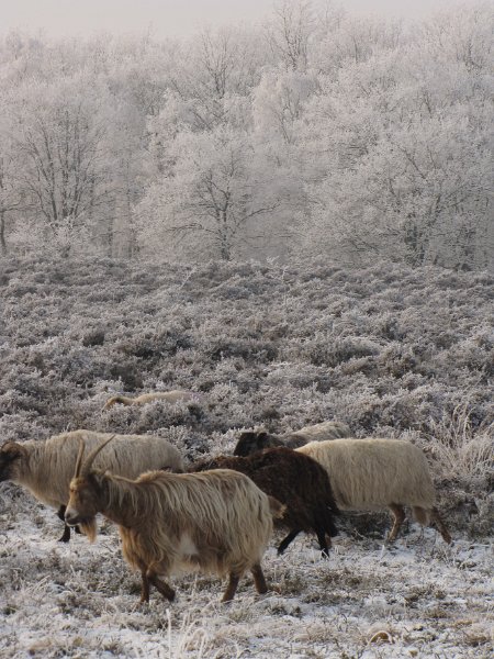schaapskudde_ballo2.jpg - Allemaal in een dikke winterjas.