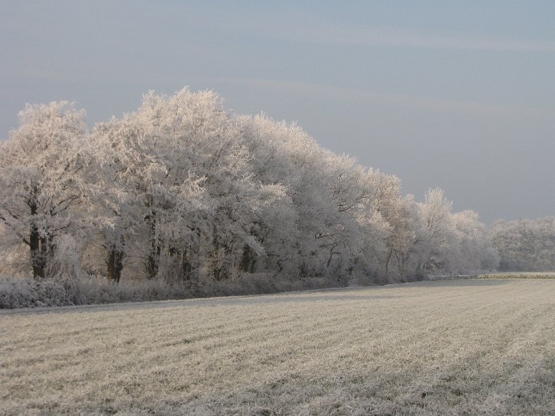 winterse_bomen.jpg - Bomen in het wit.