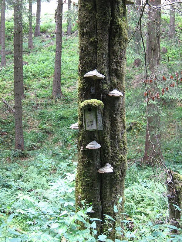dicke_tanne_zwammen.jpg - Aparte zwammen op de bomen bij Dicke Tanne in de buurt van Altastenberg.